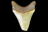 Serrated, Fossil Megalodon Tooth - North Carolina #109065-1